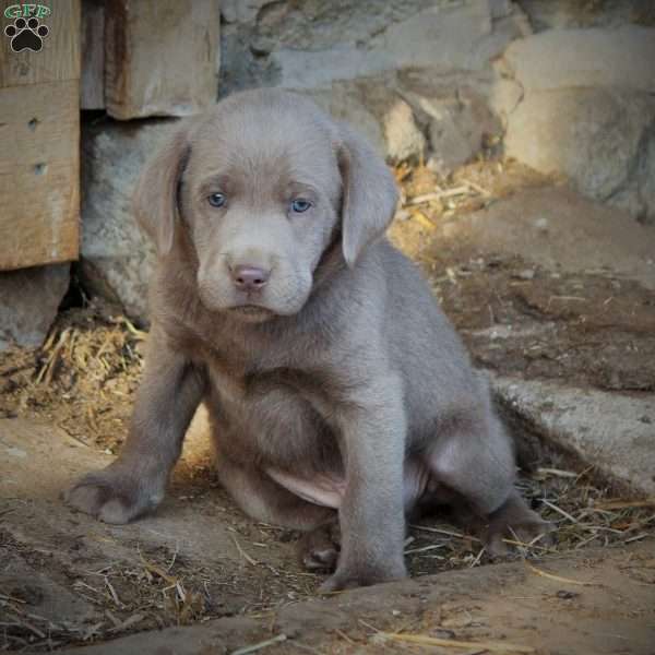 Max, Silver Labrador Retriever Puppy